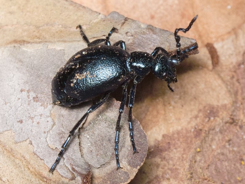 Meloe violaceus Marsham, 1802